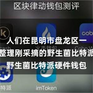 人们在昆明市盘龙区一处山林里整理刚采摘的野生菌比特派硬件钱包